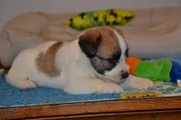 Holt, a male Jack Russell Terrier for sale in Cerro Gordo, NC – 2 of 9