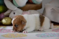 Clover, a female Jack Russell Terrier for sale in Cerro Gordo, NC – Photo 6 of 9