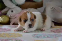 Clover, a female Jack Russell Terrier for sale in Cerro Gordo, NC – Photo 9 of 9