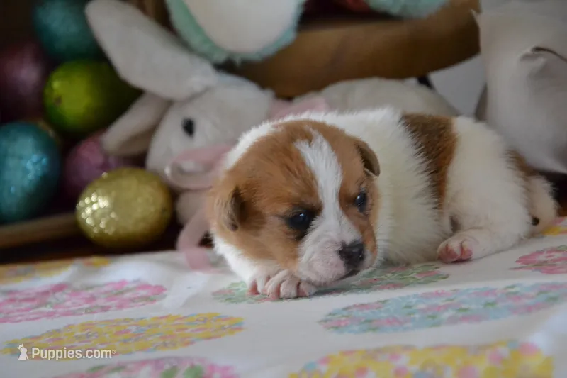 Clover – Jack Russell Terrier puppy for sale in Cerro Gordo, NC