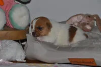 Clover, a female Jack Russell Terrier for sale in Cerro Gordo, NC – Photo 3 of 9