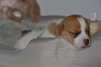 Clover, a female Jack Russell Terrier for sale in Cerro Gordo, NC – Photo 4 of 9