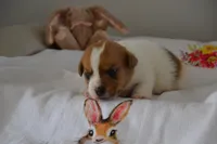 Clover, a female Jack Russell Terrier for sale in Cerro Gordo, NC – Photo 8 of 9