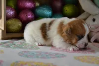 Clover, a female Jack Russell Terrier for sale in Cerro Gordo, NC – Photo 2 of 9