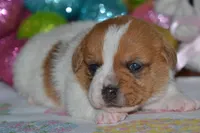 Clover, a female Jack Russell Terrier for sale in Cerro Gordo, NC – Photo 7 of 9