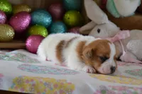 Clover, a female Jack Russell Terrier for sale in Cerro Gordo, NC – Photo 5 of 9