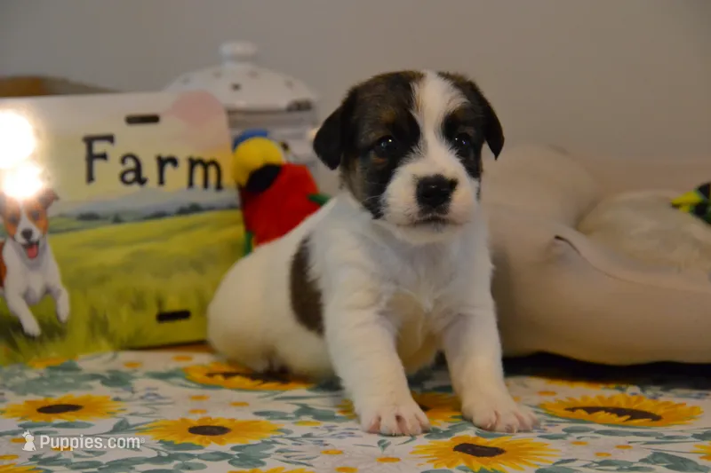 Hector – Jack Russell Terrier puppy for sale in Cerro Gordo, NC