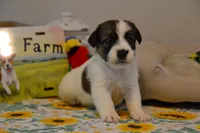Hector, a male Jack Russell Terrier for sale in Cerro Gordo, NC – 1 of 9