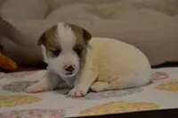 Elisa, a female Jack Russell Terrier for sale in Cerro Gordo, NC – 4 of 5