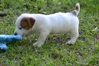 Elton, a male Jack Russell Terrier for sale in Cerro Gordo, NC – 6 of 7