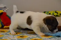Hector, a male Jack Russell Terrier for sale in Cerro Gordo, NC – 8 of 9