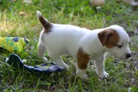Elton, a male Jack Russell Terrier for sale in Cerro Gordo, NC – 7 of 7