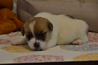 Elana, a female Jack Russell Terrier for sale in Cerro Gordo, NC – 3 of 5