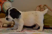 Abby, a female Jack Russell Terrier for sale in Cerro Gordo, NC – Photo 3 of 6