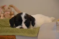 Abby, a female Jack Russell Terrier for sale in Cerro Gordo, NC – Photo 1 of 6