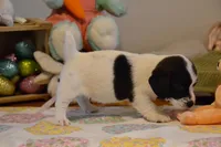 Abby, a female Jack Russell Terrier for sale in Cerro Gordo, NC – Photo 5 of 6