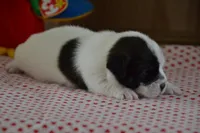 Abby, a female Jack Russell Terrier for sale in Cerro Gordo, NC – Photo 5 of 6