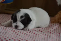 Abby, a female Jack Russell Terrier for sale in Cerro Gordo, NC – Photo 1 of 6