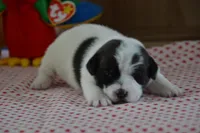 Abby, a female Jack Russell Terrier for sale in Cerro Gordo, NC – Photo 4 of 6