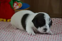 Abby, a female Jack Russell Terrier for sale in Cerro Gordo, NC – Photo 6 of 6