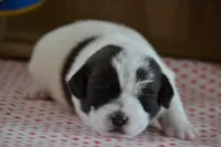 Abby, a female Jack Russell Terrier for sale in Cerro Gordo, NC – Photo 2 of 6