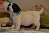 Abby, a female Jack Russell Terrier for sale in Cerro Gordo, NC – Photo 2 of 6