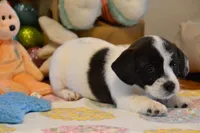 Abby, a female Jack Russell Terrier for sale in Cerro Gordo, NC – Photo 4 of 6