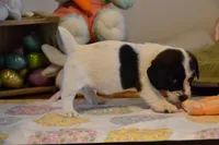 Abby, a female Jack Russell Terrier for sale in Cerro Gordo, NC – Photo 6 of 6