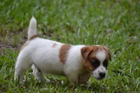 Freddie, a male Jack Russell Terrier for sale in Cerro Gordo, NC – 6 of 10