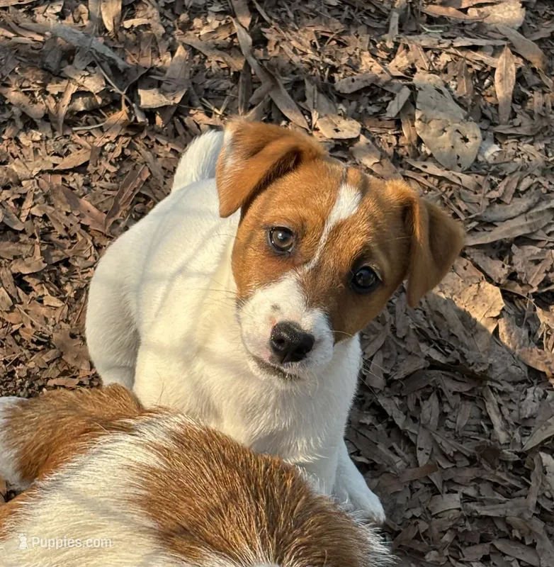 Paige – Jack Russell Terrier puppy for sale in Cerro Gordo, NC