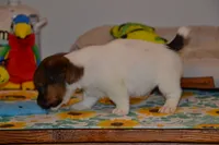 Howard, a male Jack Russell Terrier for sale in Cerro Gordo, NC – 3 of 9