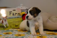 Hector, a male Jack Russell Terrier for sale in Cerro Gordo, NC – 4 of 9