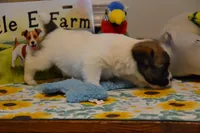 Herbie, a male Jack Russell Terrier for sale in Cerro Gordo, NC – 4 of 9