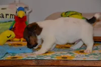 Howard, a male Jack Russell Terrier for sale in Cerro Gordo, NC – 6 of 9