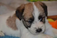 Holt, a male Jack Russell Terrier for sale in Cerro Gordo, NC – 8 of 9