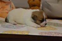 Elana, a female Jack Russell Terrier for sale in Cerro Gordo, NC – 5 of 5