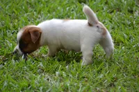 Freddie, a male Jack Russell Terrier for sale in Cerro Gordo, NC – 8 of 10