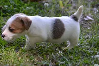 Elmer, a male Jack Russell Terrier for sale in Cerro Gordo, NC – 3 of 8