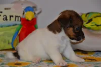 Howard, a male Jack Russell Terrier for sale in Cerro Gordo, NC – 2 of 9