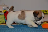 Holt, a male Jack Russell Terrier for sale in Cerro Gordo, NC – 6 of 9