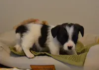 Alex, a female Jack Russell Terrier for sale in Cerro Gordo, NC – Photo 1 of 7