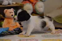 Alex, a female Jack Russell Terrier for sale in Cerro Gordo, NC – Photo 3 of 7