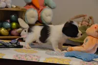 Alex, a female Jack Russell Terrier for sale in Cerro Gordo, NC – Photo 6 of 7