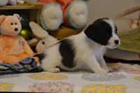 Alex, a female Jack Russell Terrier for sale in Cerro Gordo, NC – Photo 5 of 7