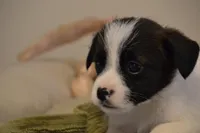 Alex, a female Jack Russell Terrier for sale in Cerro Gordo, NC – Photo 4 of 7