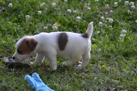 Elmer, a male Jack Russell Terrier for sale in Cerro Gordo, NC – 6 of 8