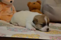 Elana, a female Jack Russell Terrier for sale in Cerro Gordo, NC – 4 of 5