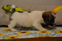 Herbie, a male Jack Russell Terrier for sale in Cerro Gordo, NC – 6 of 9