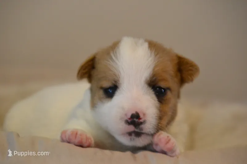 Elisa, a female Jack Russell Terrier for sale in Cerro Gordo, NC – 1 of 5