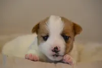 Elisa, a female Jack Russell Terrier for sale in Cerro Gordo, NC – 1 of 5